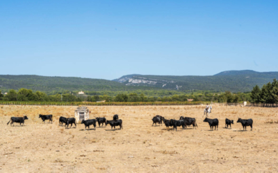 Manade en Provence