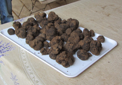 Truffes noires du Luberon