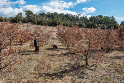 Trufficulteur qui cherche des truffes avec son chien